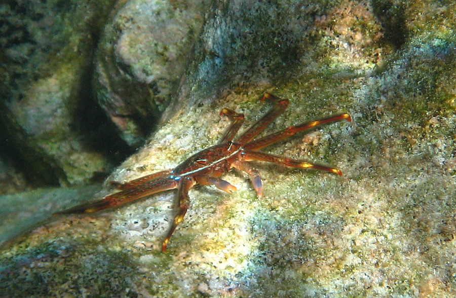 Percnon gibbesi a Lampedusa?